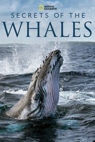 Die geheimnisvolle Welt der Wale
